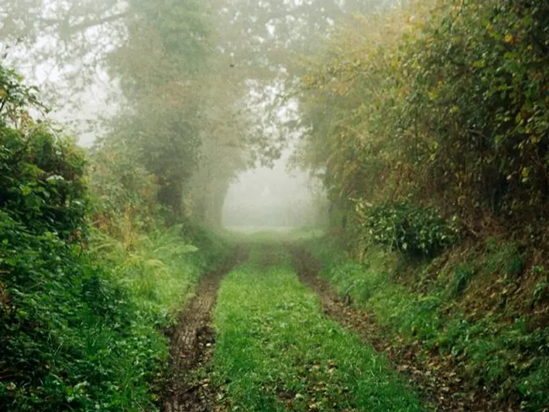 10 arbori infloritori pentru gradina ta