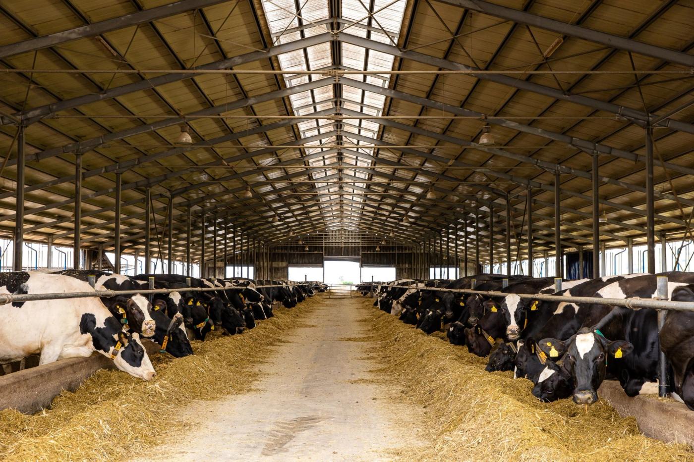 DN Agrar, cea mai mare fermă zootehnică integrată din România, şi-a triplat profitul în prima parte a anului, la 15 milioane lei, afacerile au crescut cu 29%, la 80 de milioane de lei