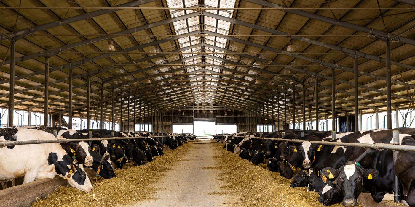 DN Agrar, cea mai mare fermă zootehnică integrată din România, şi-a triplat profitul în prima parte a anului, la 15 milioane lei, afacerile au crescut cu 29%, la 80 de milioane de lei