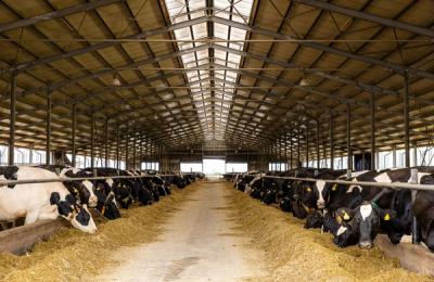 DN Agrar, cea mai mare fermă zootehnică integrată din România, şi-a triplat profitul în prima parte a anului, la 15 milioane lei, afacerile au crescut cu 29%, la 80 de milioane de lei