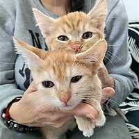 Adopții pisici!