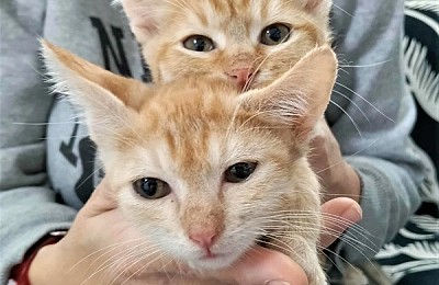 Adopții pisici!