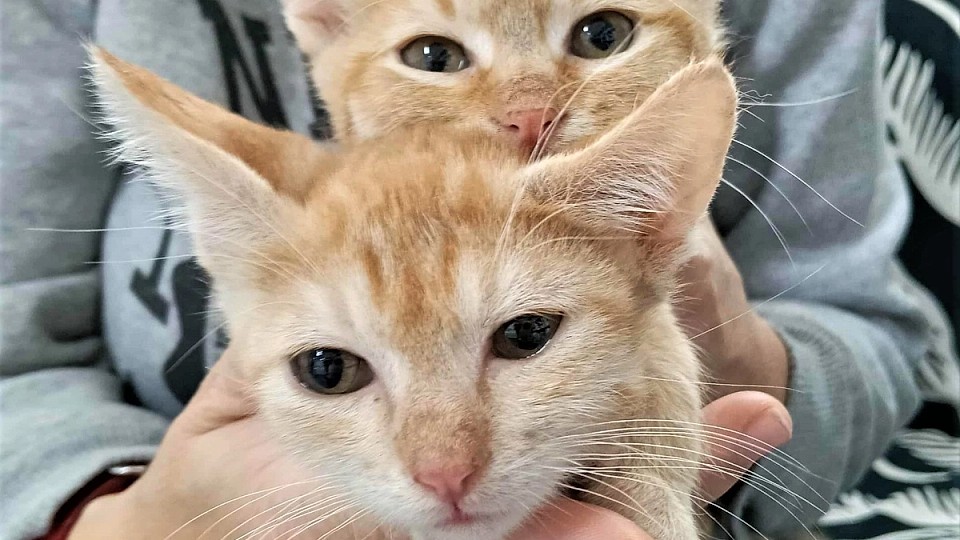 Adopții pisici!