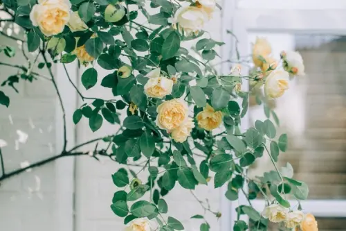 Caprifoiul si trandafirul catarator, doua soiuri de plante cu un miros divin