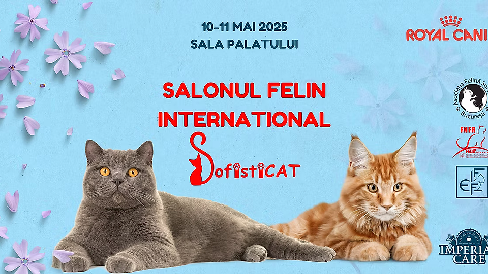 Pregătiți-vă pentru o defilare de eleganță pe patru lăbuțe, originalul catwalk!