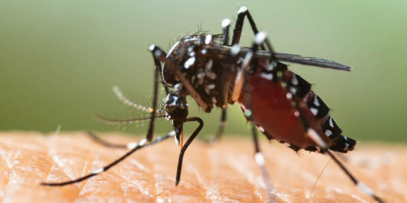 Țânțarii tigru în România: cum arată înțepătura lor și de ce sunt atât de periculoși