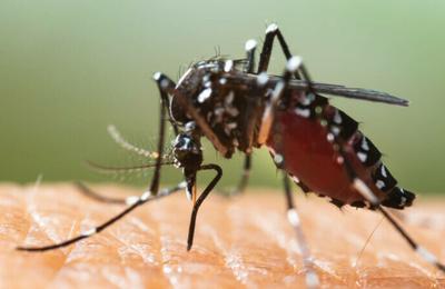 Țânțarii tigru în România: cum arată înțepătura lor și de ce sunt atât de periculoși