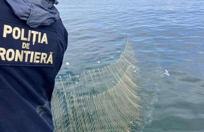 Misiune de salvare în Marea Neagră: Cinci sturioni eliberați din sute de metri de plase ilegale