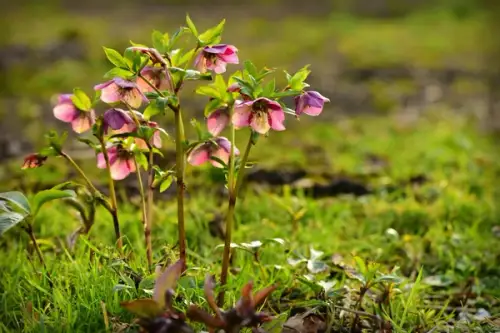 Plante care infloresc iarna: spanzul