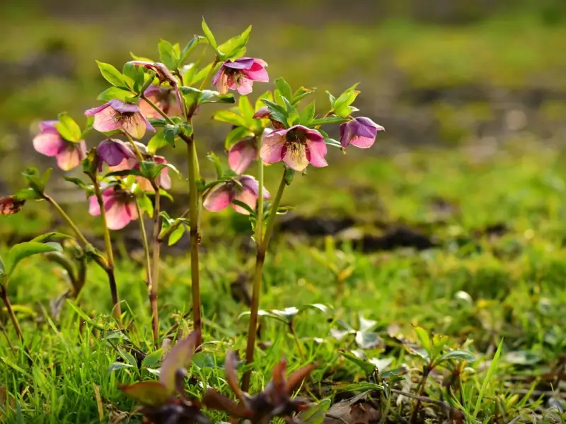 Plante care infloresc iarna: spanzul