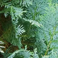 Plante care iti “mananca” energia. Ce plante NU ar trebui sa tii in casa