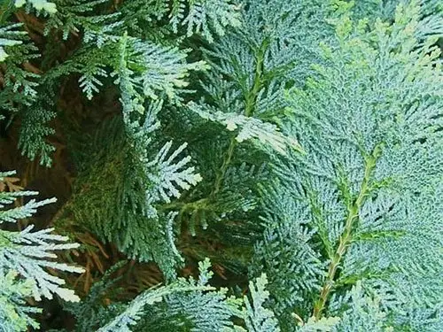 Plante care iti “mananca” energia. Ce plante NU ar trebui sa tii in casa