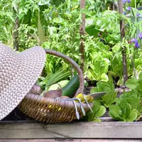 6 sfaturi utile pentru a-ți face o grădină de legume în curtea proprie