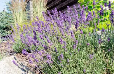 Create Your Own Mediterranean Oasis in Your Garden