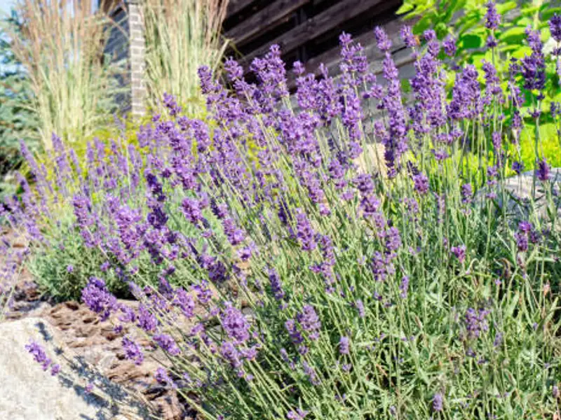 Creează-ți o oază mediteraneană în propria grădină