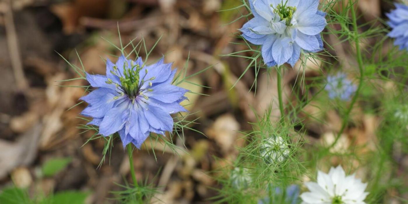 Negrilica sau dragostea ȋn ceaţă