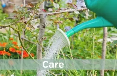 Ghidul Plantării Semintelor de Flori: Pași Simpli pentru o Grădină Vibrantă