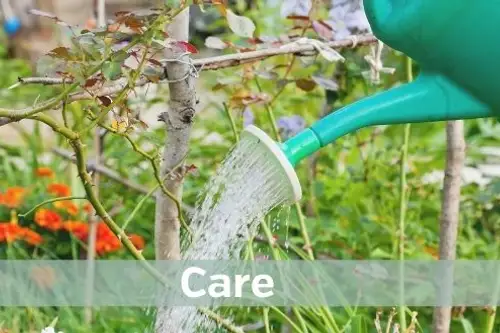 Ghidul Plantării Semintelor de Flori: Pași Simpli pentru o Grădină Vibrantă