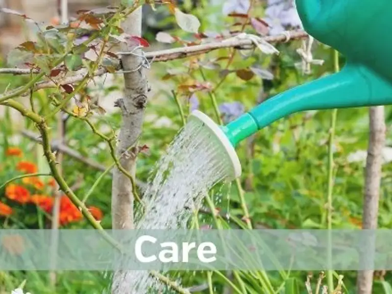 Ghidul Plantării Semintelor de Flori: Pași Simpli pentru o Grădină Vibrantă