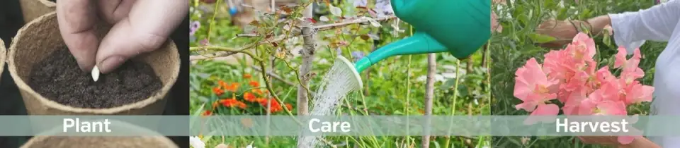 Ghidul Plantării Semintelor de Flori: Pași Simpli pentru o Grădină Vibrantă