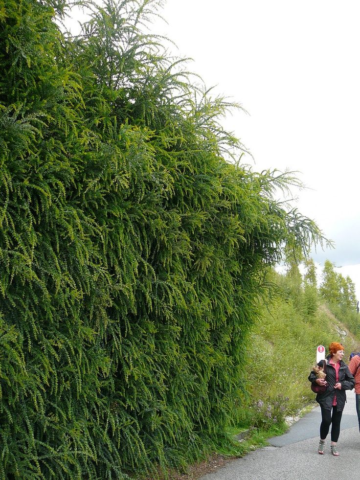 Gardurile vii  ideale pentru imprejmuirea curtilor