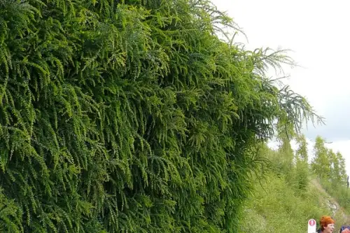 Gardurile vii ideale pentru imprejmuirea curtilor