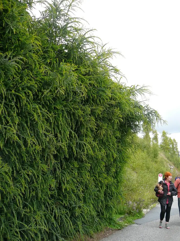 Gardurile vii ideale pentru imprejmuirea curtilor