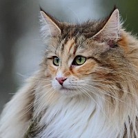 Simfonia tăcută a domesticirii: cum ne-au ales pisicile