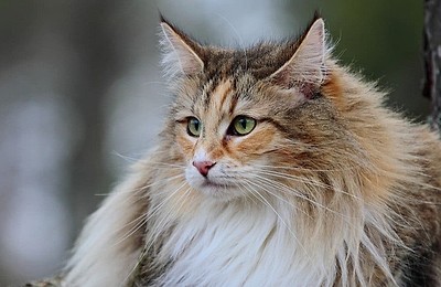 Simfonia tăcută a domesticirii: cum ne-au ales pisicile