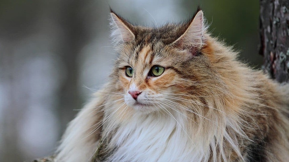 Simfonia tăcută a domesticirii: cum ne-au ales pisicile