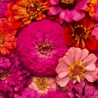 Plantele pe care trebuie să le ai neapărat la tine in gradină