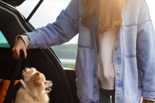 Călătoriile cu un animal de apartament – Cum să te pregătești pentru vacanțe sau deplasări fără stres