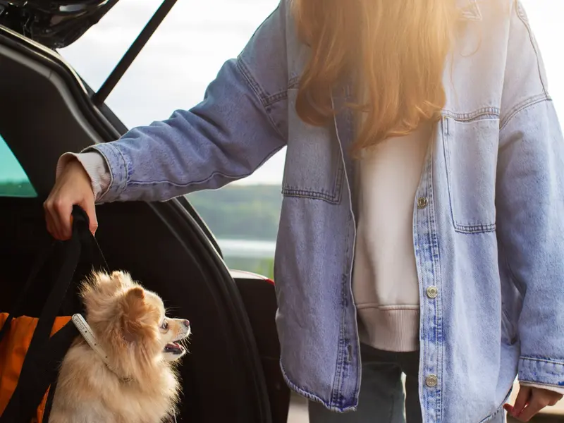 Călătoriile cu un animal de apartament – Cum să te pregătești pentru vacanțe sau deplasări fără stres