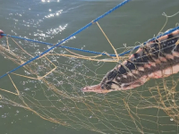 Operațiune de salvare în Marea Neagră: Sturioni, delfini și un rechin, eliberați din 1.000 de metri de plase ilegale