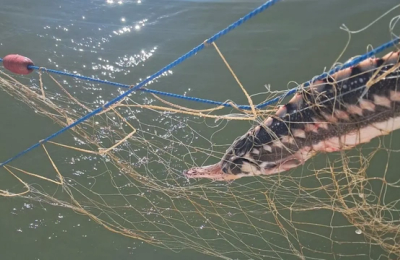 Operațiune de salvare în Marea Neagră: Sturioni, delfini și un rechin, eliberați din 1.000 de metri de plase ilegale