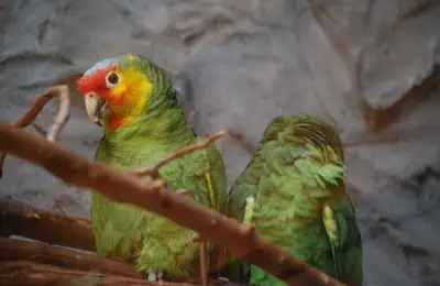 Care este secretul pentru care sa creezi un loc special pentru papagalul tau