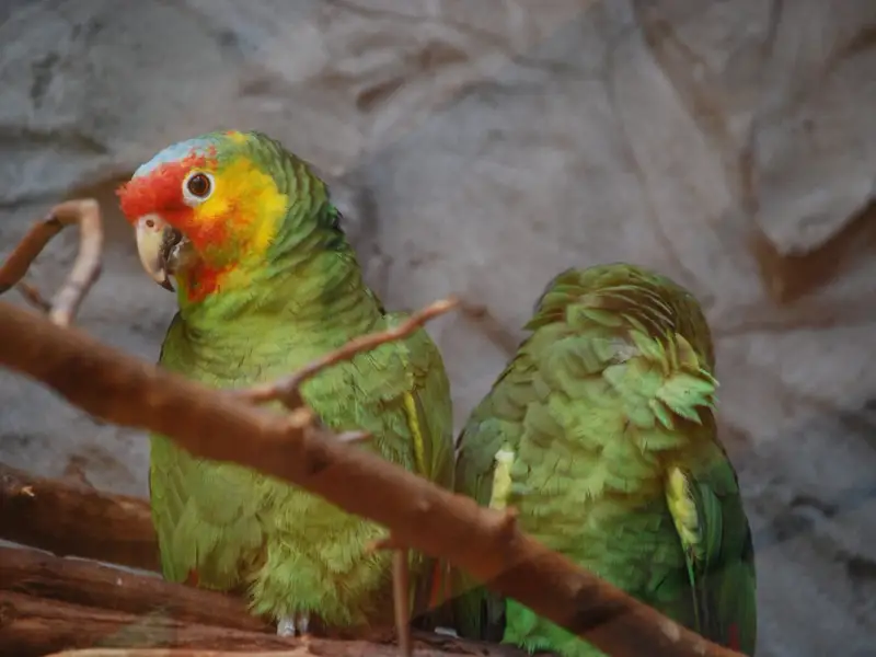 Care este secretul pentru care sa creezi un loc special pentru papagalul tau