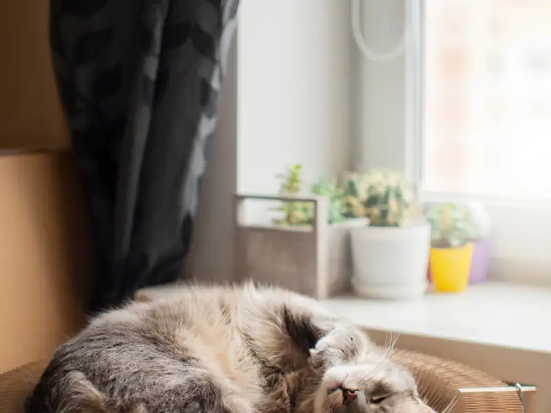 Reducerea zgomotului în apartament: Soluții pentru izolare fonică