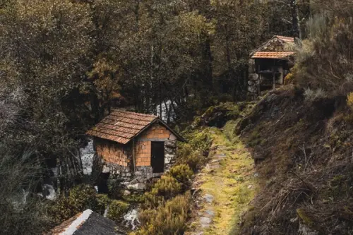 Spații Verzi Interioare: Cum să Îți Creezi un Sanctuar Natural Acasă