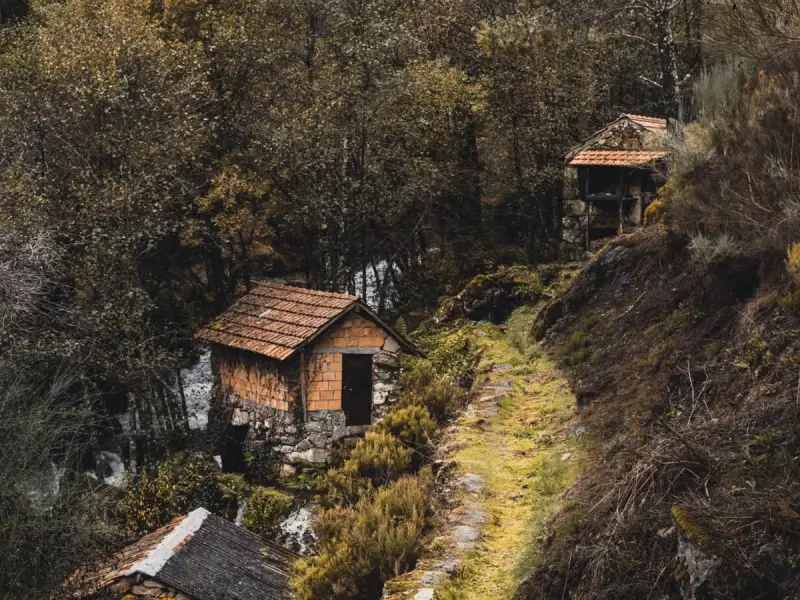 Spații Verzi Interioare: Cum să Îți Creezi un Sanctuar Natural Acasă