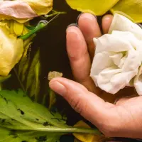 Importanța plantelor în casă: beneficii pentru sănătate și bunăstare