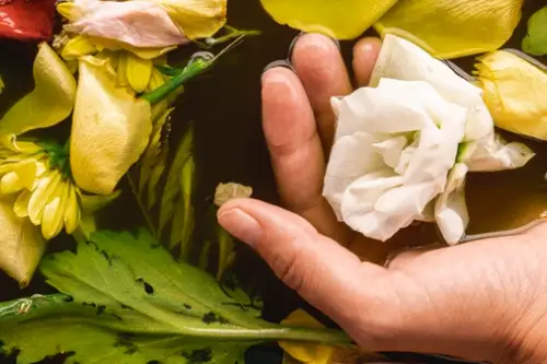 Importanța plantelor în casă: beneficii pentru sănătate și bunăstare