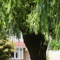 Top 6 plante ideale pentru amenajarea unui loc cu umbră în curte