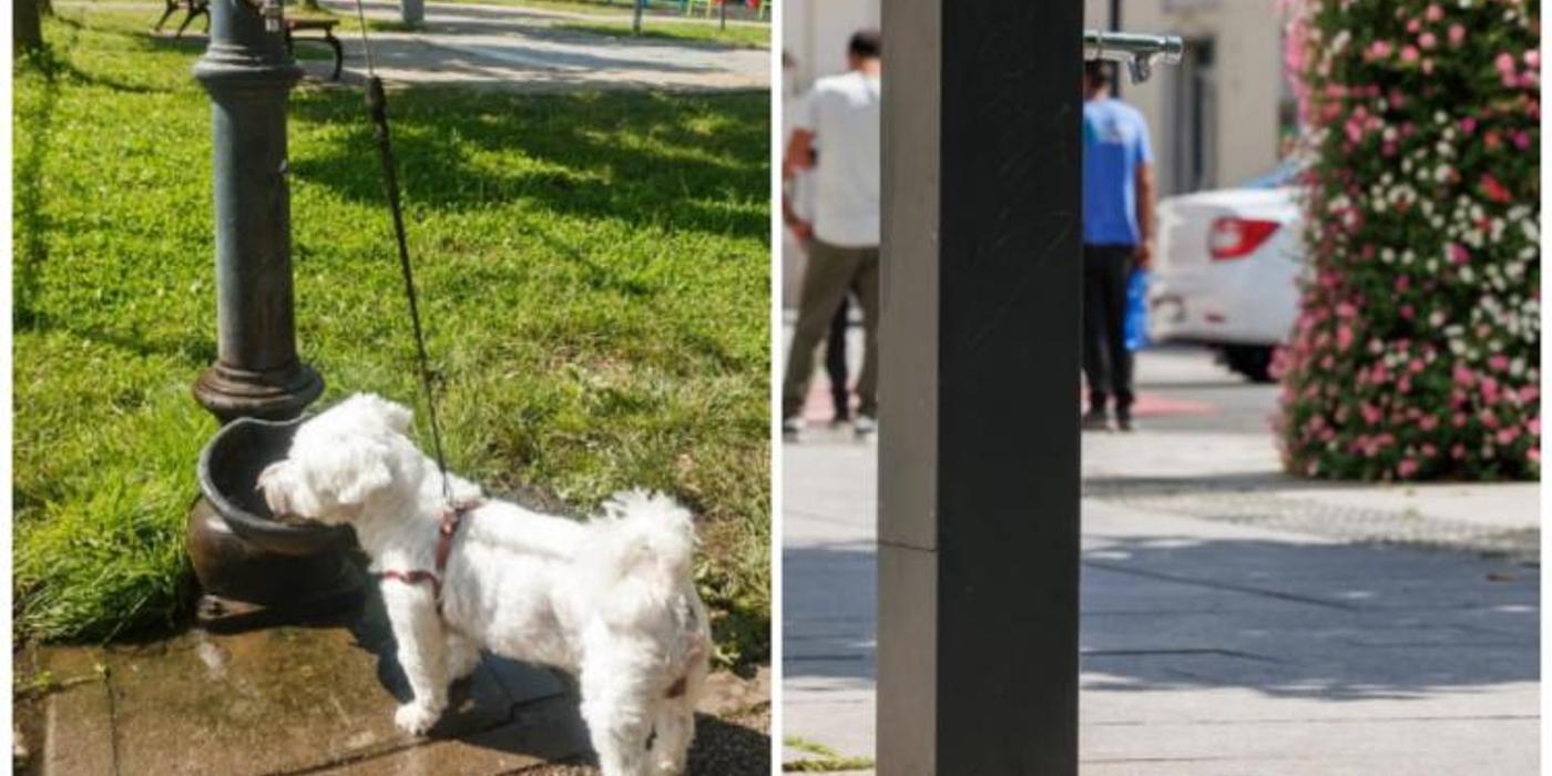 Cișmelele din zona centrală din Cluj-Napoca, adaptate pentru animalele de companie