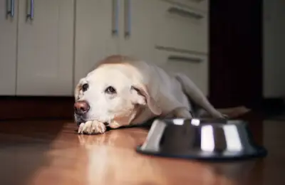Choosing Food for Your Senior Dog