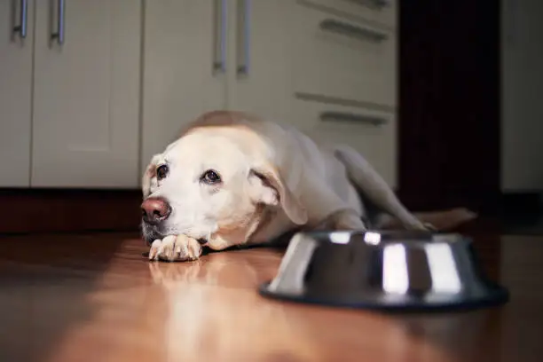 Choosing Food for Your Senior Dog