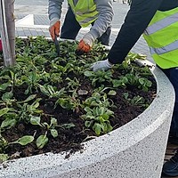 Plantele delicate care înfrumusețează Sectorul 6: unde pot fi văzute