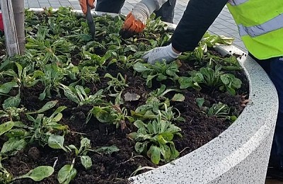 Plantele delicate care înfrumusețează Sectorul 6: unde pot fi văzute