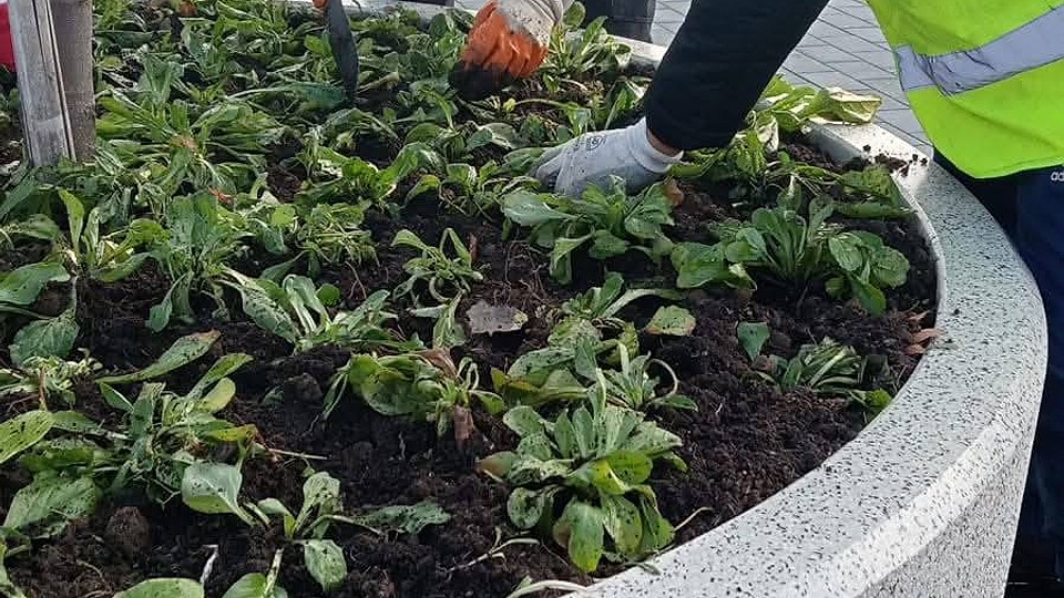 Plantele delicate care înfrumusețează Sectorul 6: unde pot fi văzute