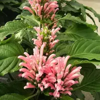 20 de plante pentru casa si gradina